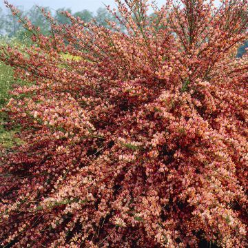 Cytisus Frisia Roze (Bezembrem)