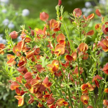 Cytisus Lena Rood/Geel (Bezembrem)