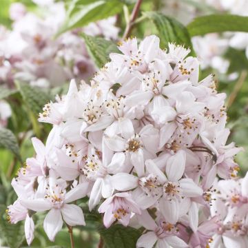 Deutzia hybrida Mont Rose (Bruidsbloem)