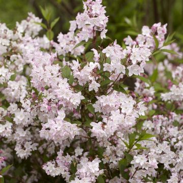 Deutzia purpurea Kalmiiflora