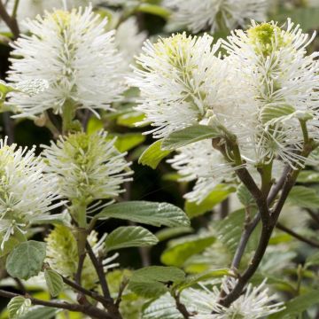 Fothergilla major (Lampenpoetser Struik)