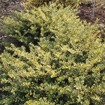 Ilex Crenata Golden Gem 13 cm pot