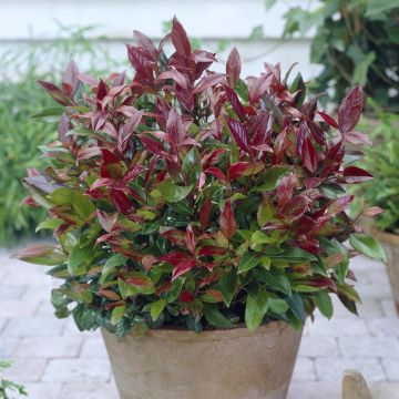 Leucothoe Zeblid (Zomerklokje)
