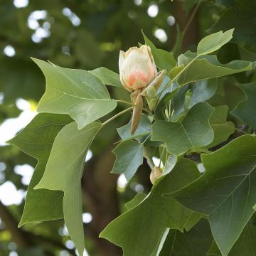 Liriodendron Tulpifera (Tulpenboom)