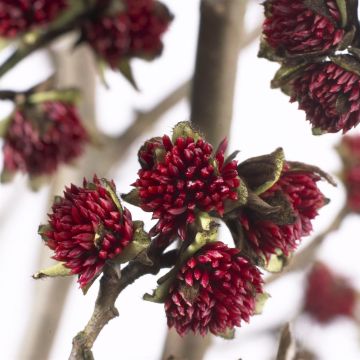 Parrotia Persica (Perzisch IJzerhout)