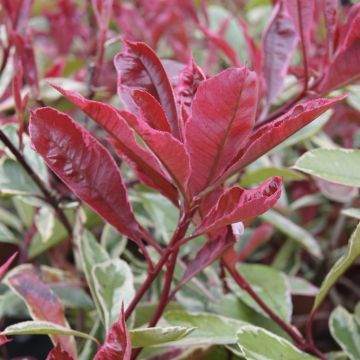 Photinia fraseri 'Pink Marble'