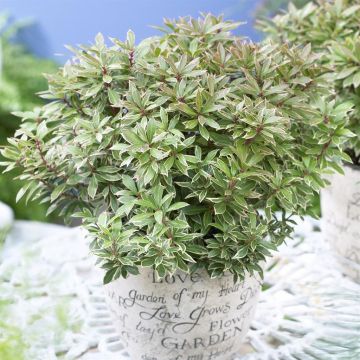 Pieris Little Heath Rotsheide 9 cm