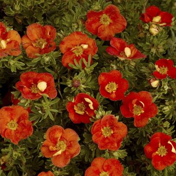 Potentilla Fruticosa Red Ace (Ganzerik)