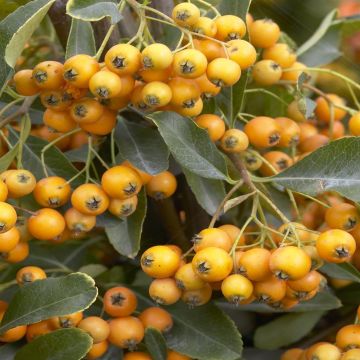 Pyracantha Golden Charmer Vuurdoorn