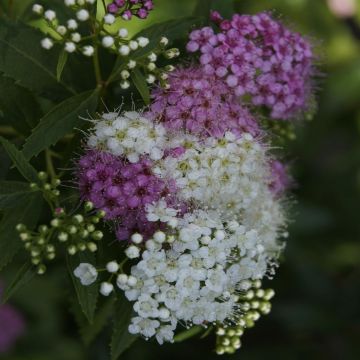 Spiraea Japonica Genpei Spierstruik