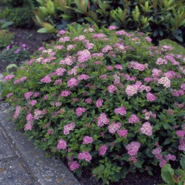 Spiraea japonica Little Princess 15 cm