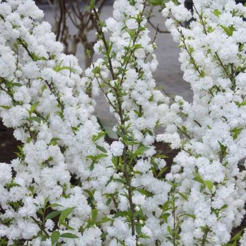 Spiraea nipponica Snowmound 9 cm pot