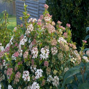 Viburnum tinus 15 cm pot