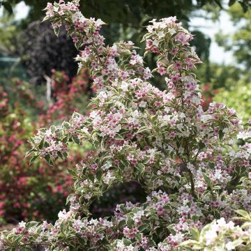 Weigela Nana variegata