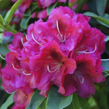Rhododendron Nova Zembla