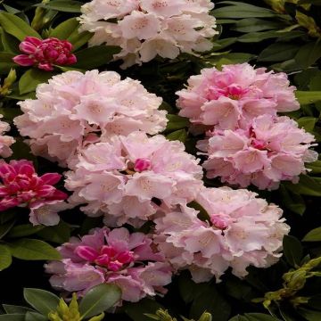 Rhododendron Dreamland