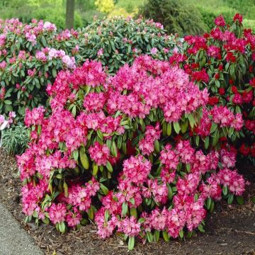 Rhododendron Morgenrot