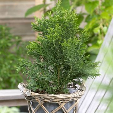 Chamaecyparis obtusa Draht