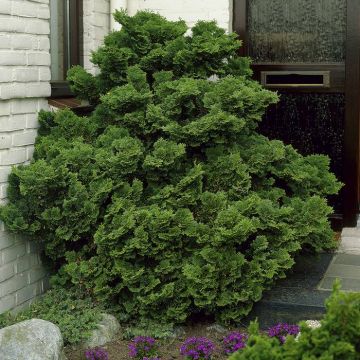 Chamaecyparis obtusa Nana Gracilis 9 cm