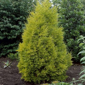 Cypressus Goldcrest 9cm