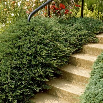 Juniperus Repanda 17 cm pot