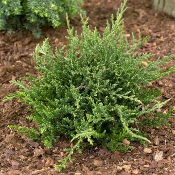 Juniperus Horizontalis Prince of Wales