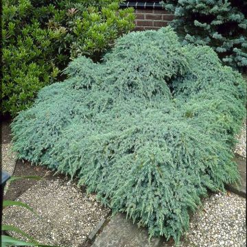 Juniperus Squamata Blue Carpet