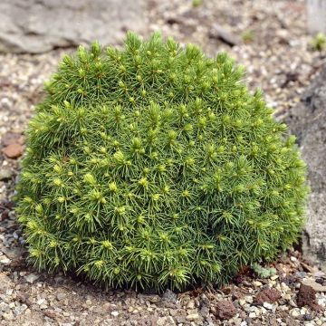 Picea Glauca Alberta Globe