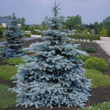 Picea pungens Hopsii (Blauwspar)