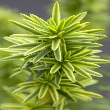 Taxus baccata David (Venijnboom)