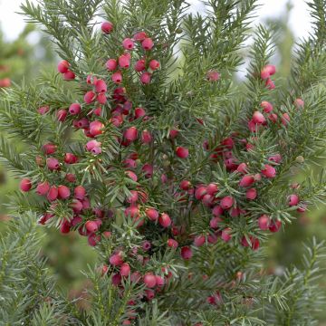 Taxus media Hicksii (Venijnboom)