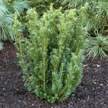 Taxus media Hillii (Venijnboom)