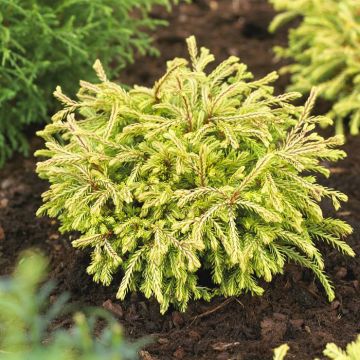 Thuja occidentalis Golden Tuffet