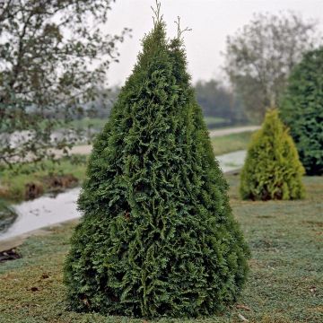 Thuja Smaragd (Levensboom)