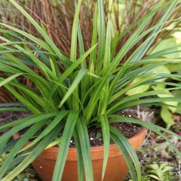 Carex Irish Green