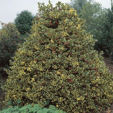 Ilex altaclerencis Golden King (Hulst)