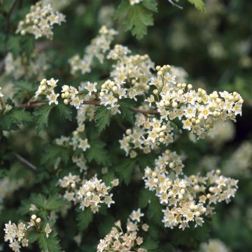 Stephanandra incisa Crispa (Kransspirea)