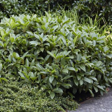Viburnum Davidii (Sneeuwbal)