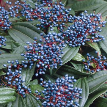 Viburnum Davidii