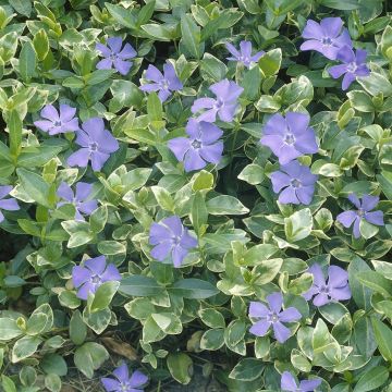 Vinca major variegata