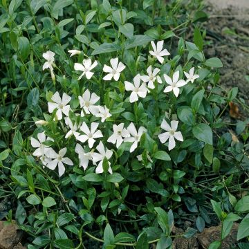 Maagdenpalm Vinca minor Gertrude Jekyll