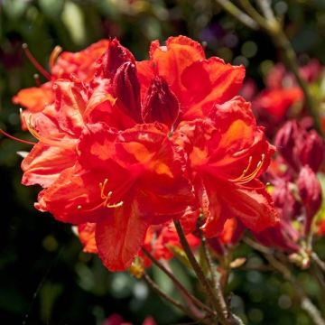 Rhododendron Feuerwerk