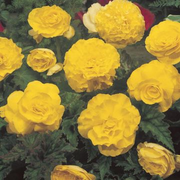 Begonia Grandiflora Yellow