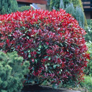 Photinia fraseri Red Robin