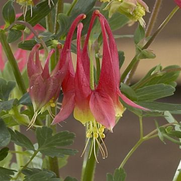 Aquilegia canadensis Little Lanterns