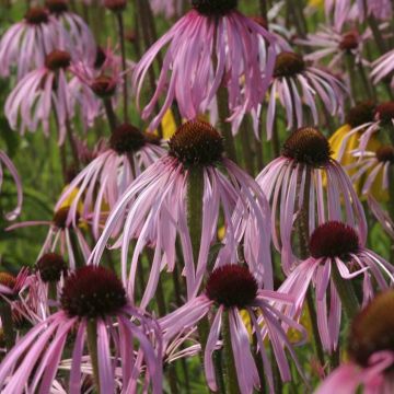 Echinacea Pallida