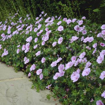 Geranium sanguiineum Striatum