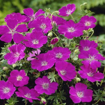 Geranium sanguineum Max Frei
