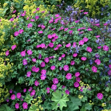 Geranium sanguineum Max Frei 19 cm Pot