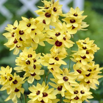 Ixia Yellow Emperor